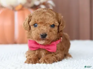 Toy Poodle dogs Ginger - Ad 11