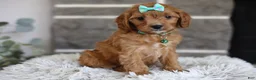 Cavapoo dogs for sale: Faye - Ad 3
