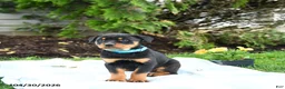 Rottweiler dogs for sale: Violet - Ad 3