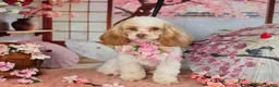 Shihpoo dogs for sale: Peggy, potty and crate trained! - Ad 1