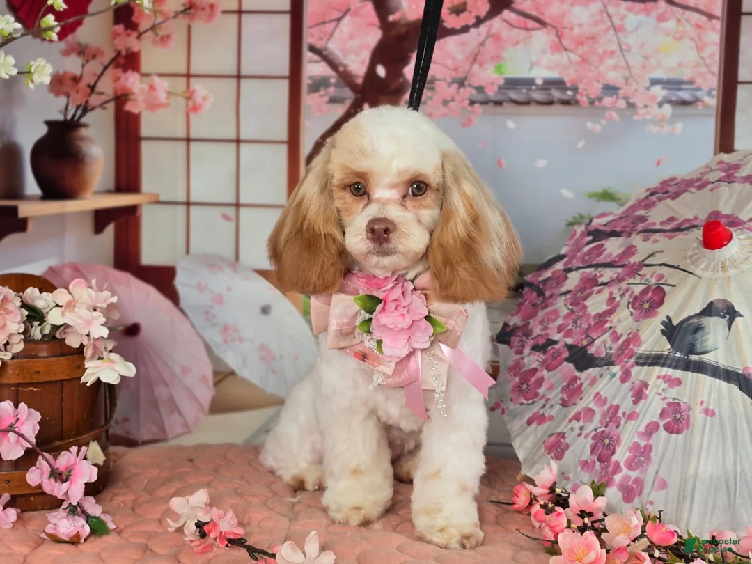 Shihpoo dogs for sale: Peggy, potty and crate trained! - Ad 1