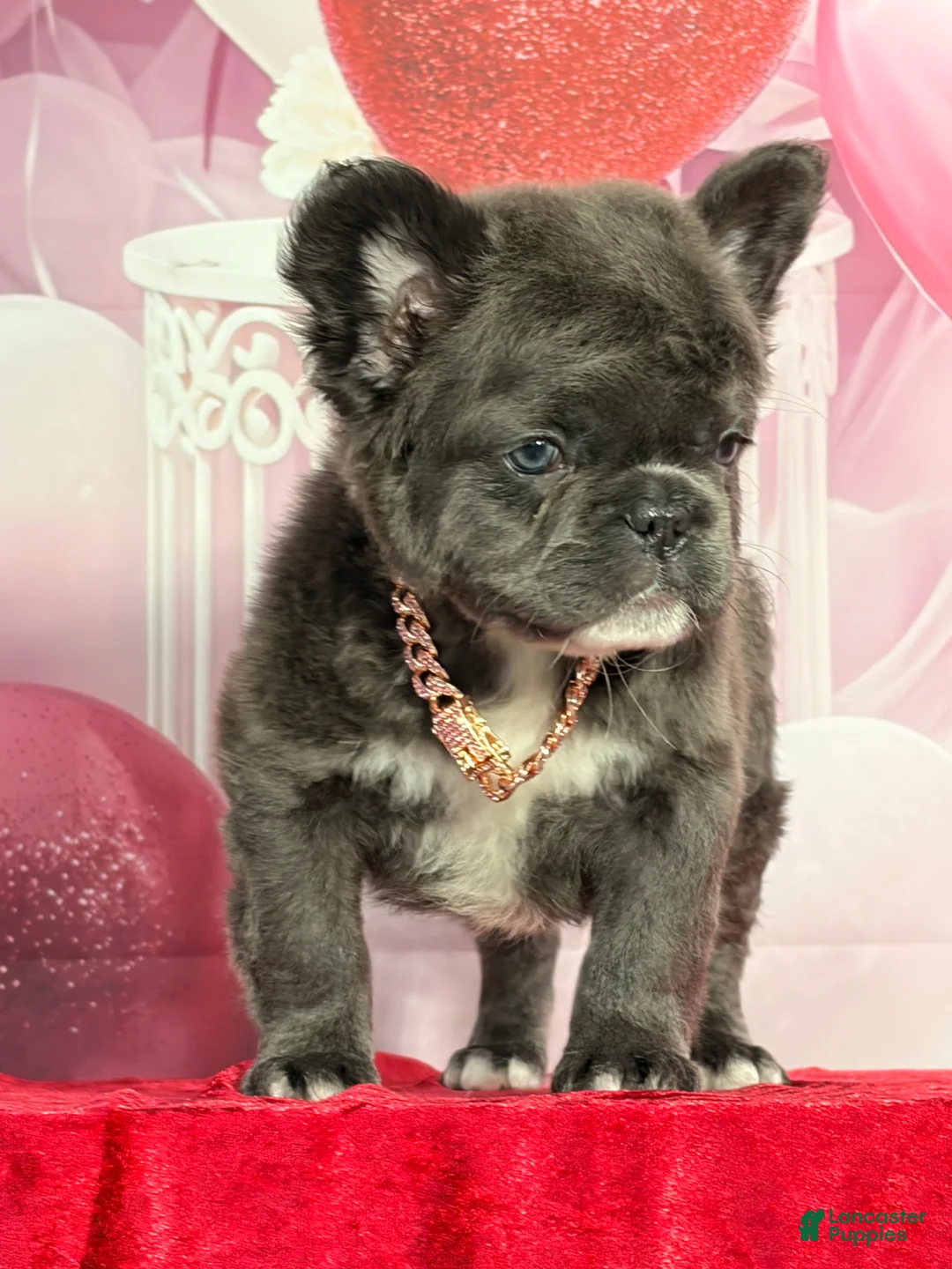 French Bulldog dogs for sale: Marcie  - Ad 1