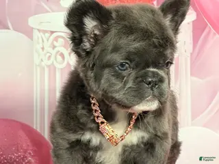 French Bulldog dogs Marcie - Ad 29