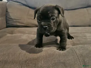 Mixed Breed dogs for sale: Mixed Breed Puppy 6 - Ad 3