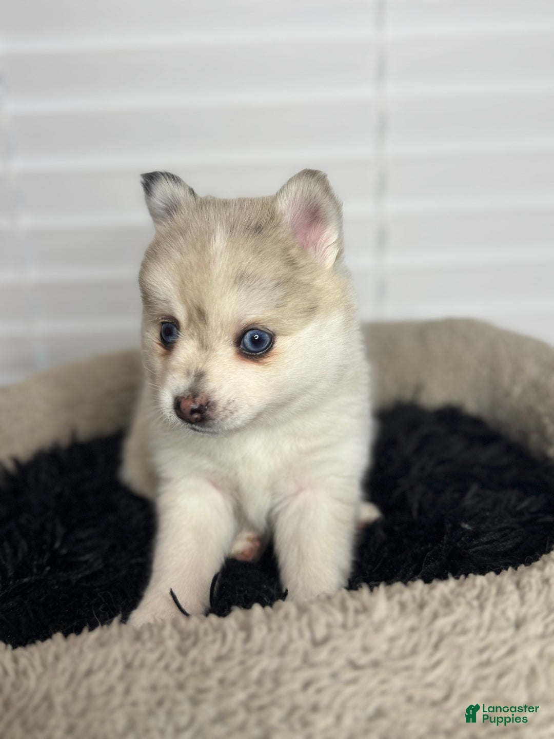 Pomsky dogs for sale: Female light grey multi color - Ad 2