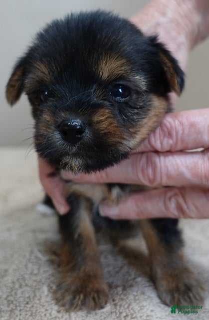 Yorkshire Terrier dogs Fern  - Ad 12