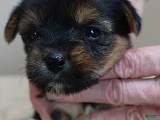 Yorkshire Terrier dogs Fern - Ad 12