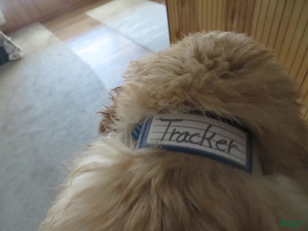 Golden Retriever dogs for sale: TRACKER -CHAMPION LINE - Ad 4