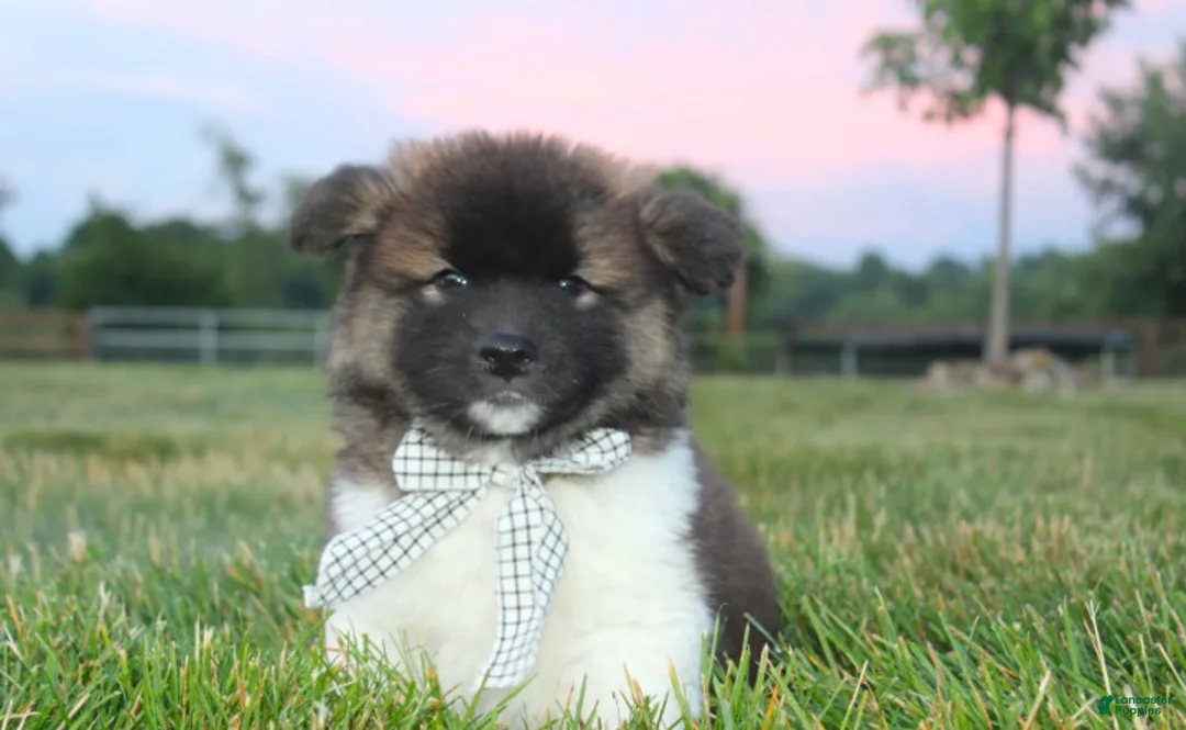 Akita dogs for sale: AKC Riley - Ad 1