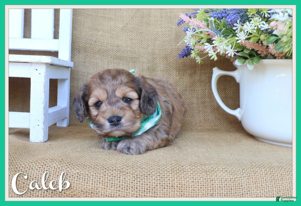 Cockapoo dogs Caleb - Ad 1