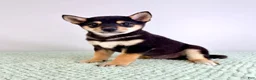 Shiba Inu dogs for sale: AKC Mushu - Ad 3