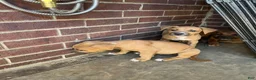 American Pit Bull Terrier dogs for sale: American Pit Bull Terrier 9 - Ad 1