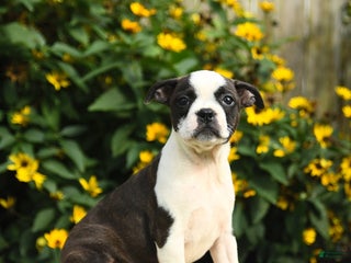 Boston Terrier dogs - Ad 32
