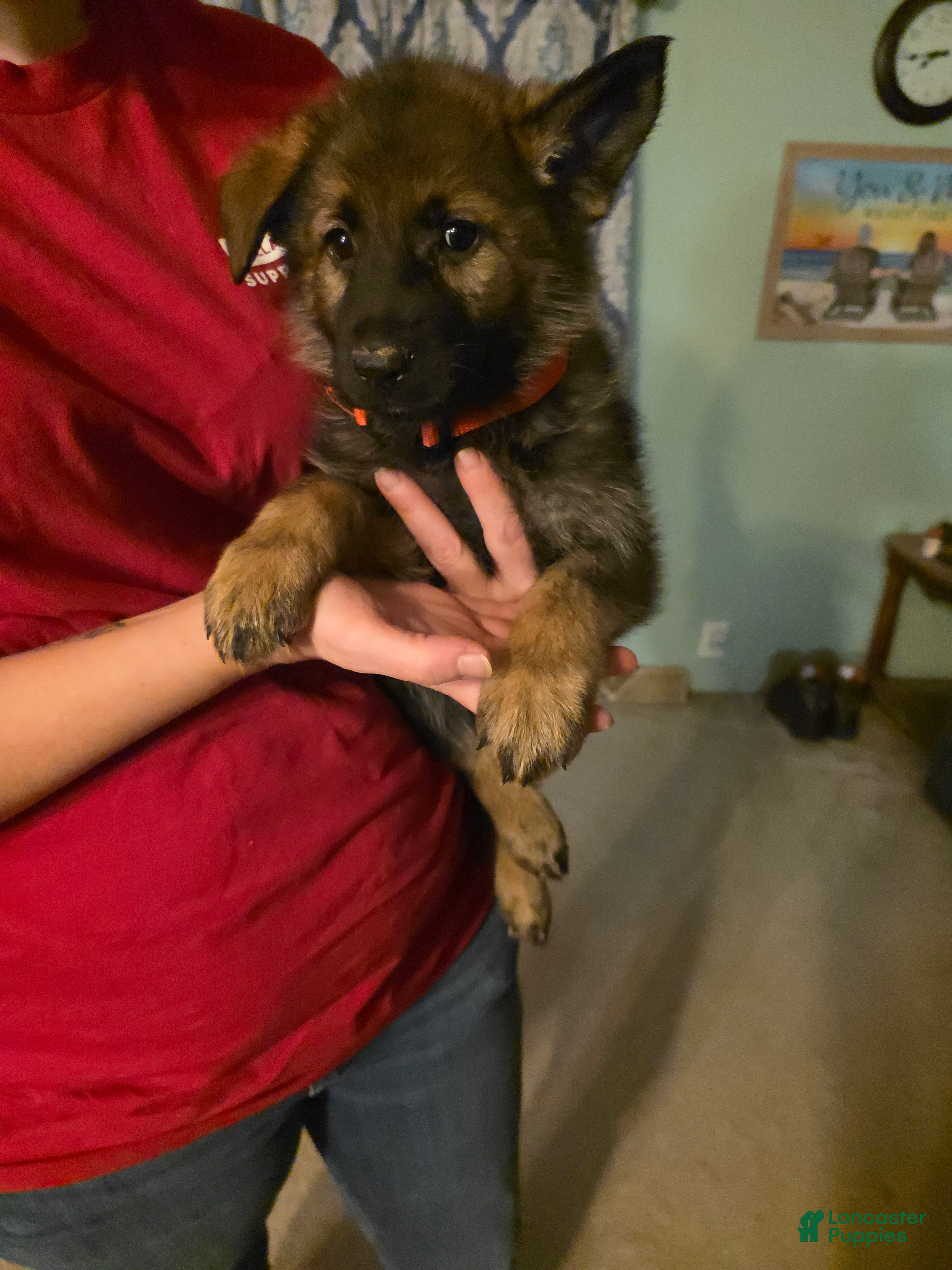 German Shepherd dogs German Shepherd Puppy 3 - Ad 16