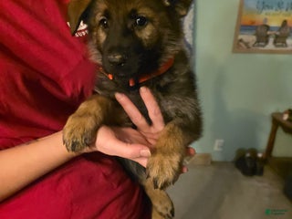 German Shepherd dogs German Shepherd Puppy 3 - Ad 9