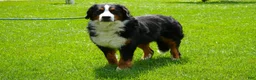 Bernese Mountain Dog dogs for sale: Bernese Mountain Dog Puppy 3 - Ad 5