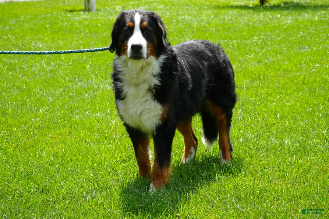 Bernese Mountain Dog dogs for sale: Bernese Mountain Dog Puppy 3 - Ad 5