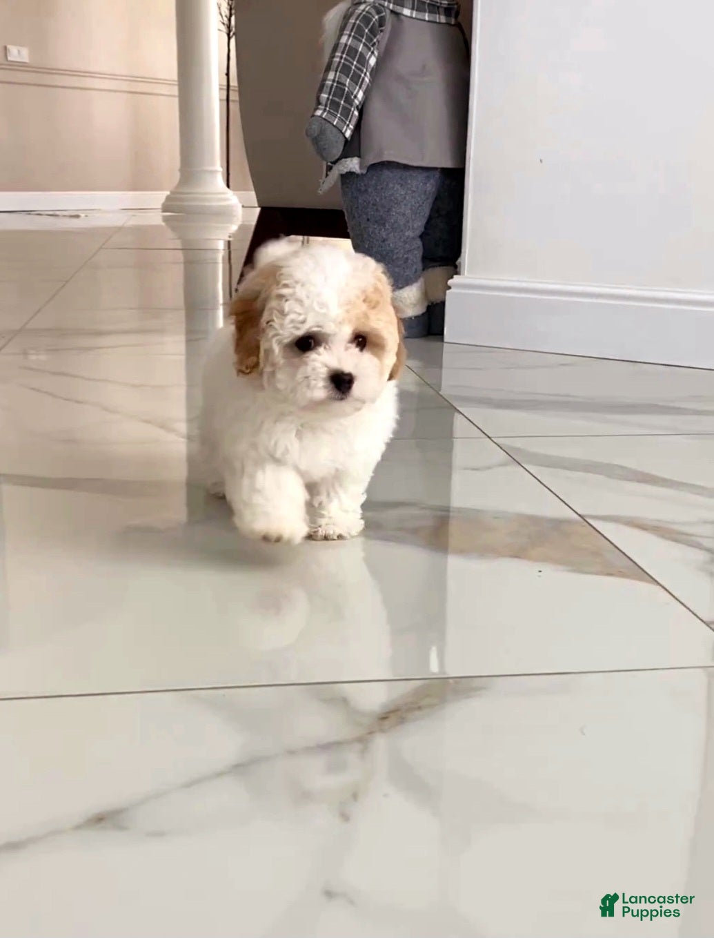 Maltipoo dogs Alicia - Ad 3