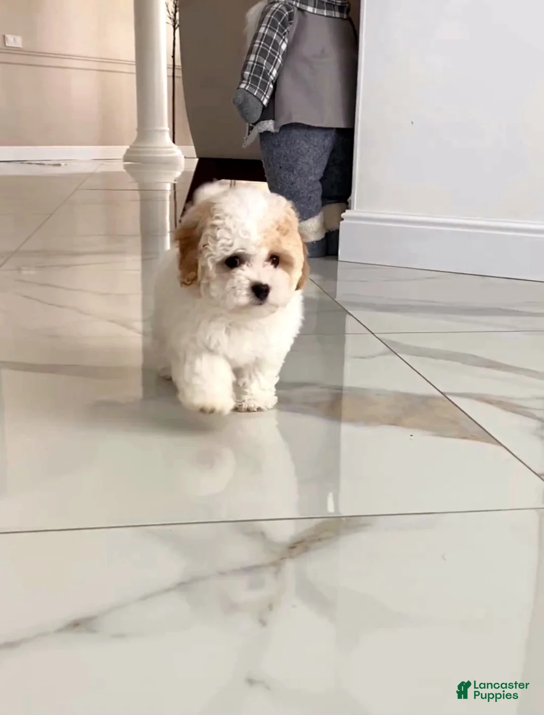 Maltipoo dogs for sale: Alicia - Ad 1