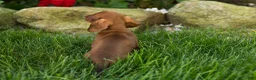 Miniature Dachshund dogs for sale: Ike  - Ad 12