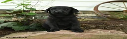 Labrador Retriever dogs for sale: Maverick - Ad 5