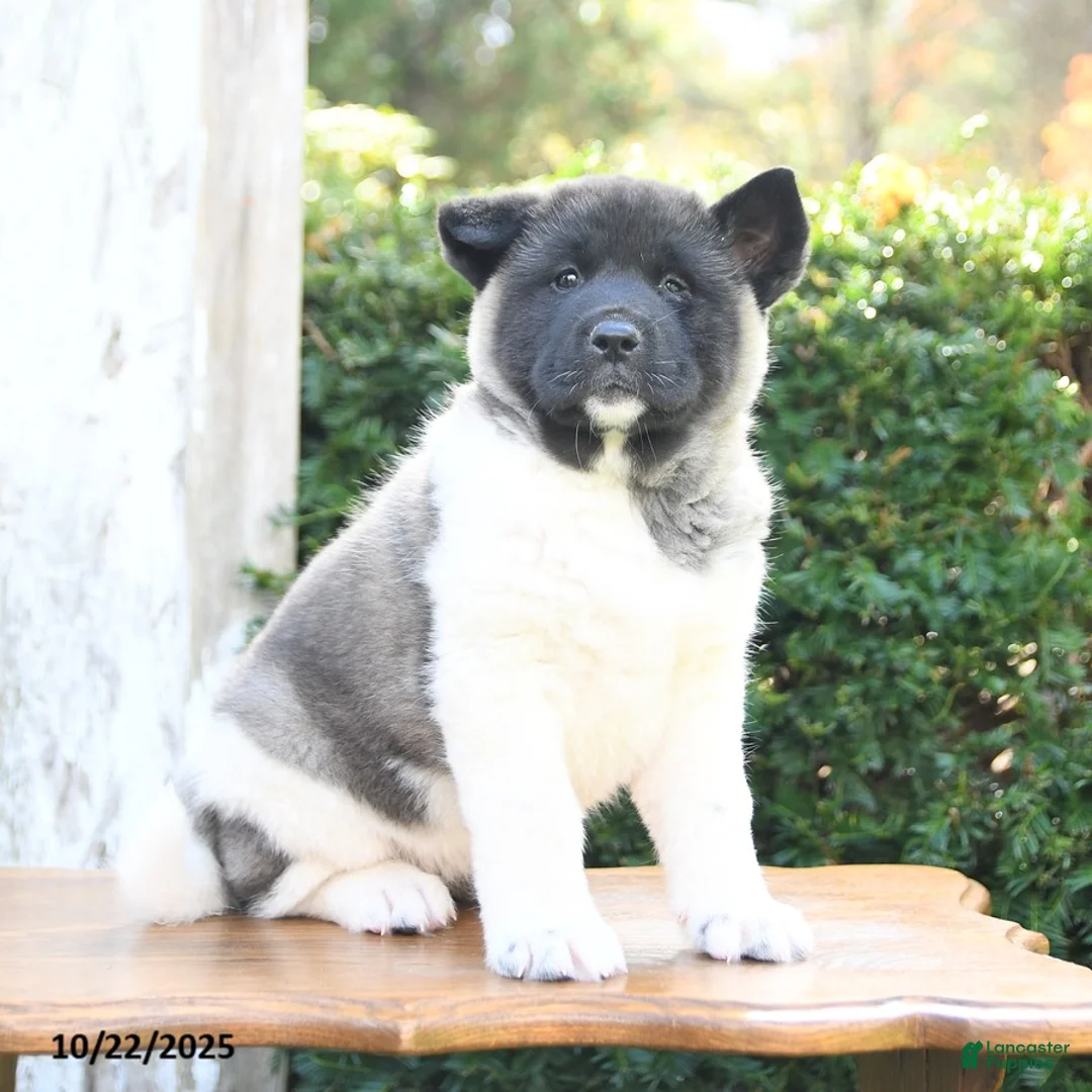 Akita dogs for sale: Tena - Ad 1