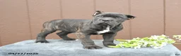 Cane Corso dogs for sale: Benny - Ad 2