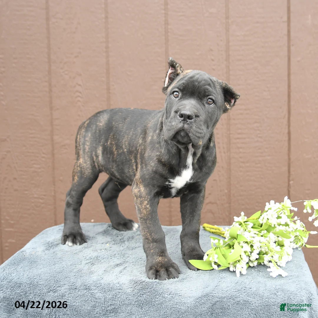 Cane Corso dogs for sale: Benny - Ad 2