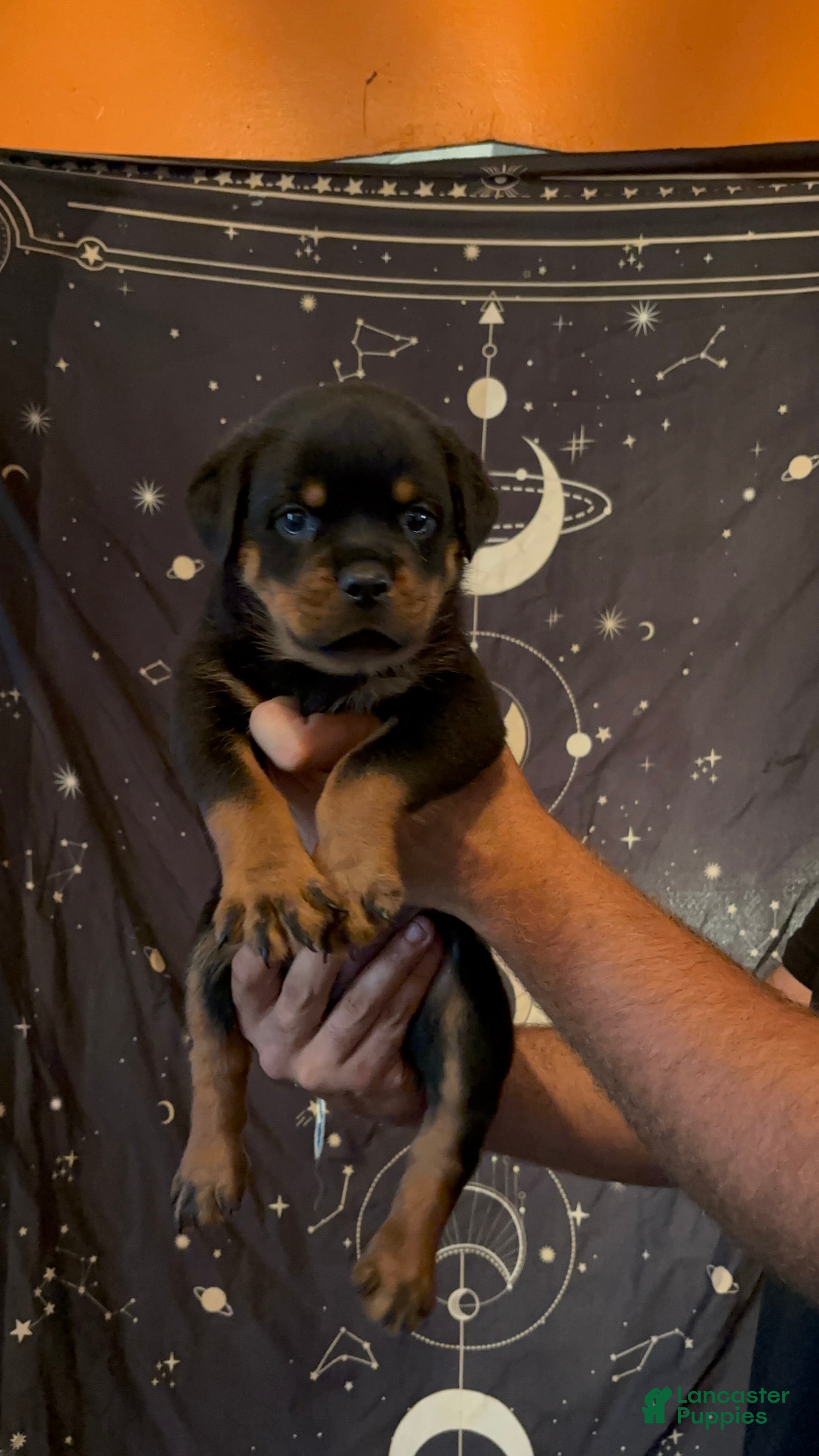 Rottweiler dogs Rottweiler 1 - Ad 2
