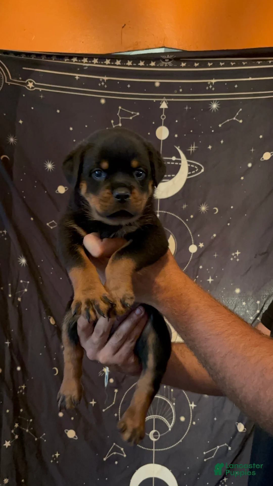 Rottweiler dogs for sale: Rottweiler 1 - Ad 2