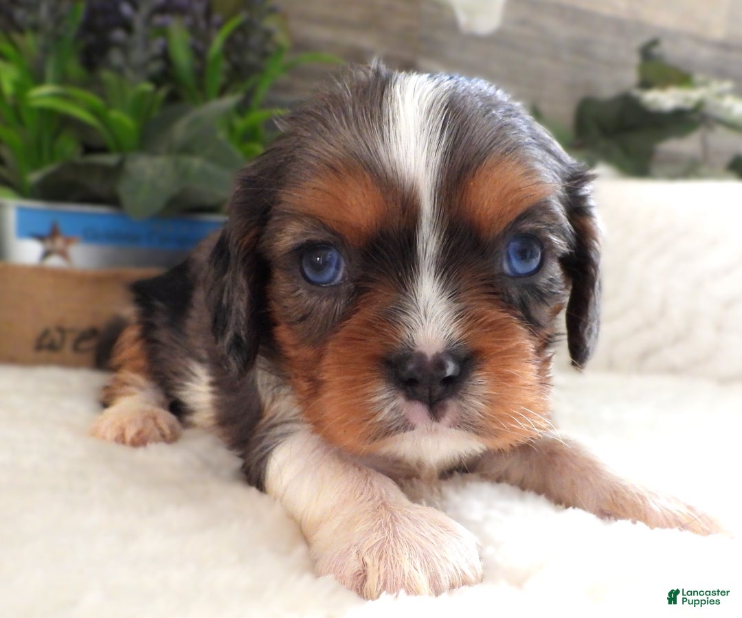 Charles Yorkie Puppies Cavalier Yorkie Mix Cavalier King Charles