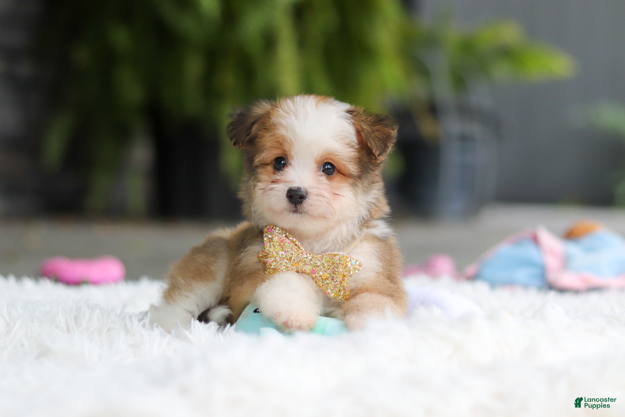 Mixed Breed dogs Scout  - Ad 1