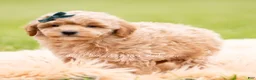 Mini Goldendoodle dogs for sale: Munchkin - Ad 2