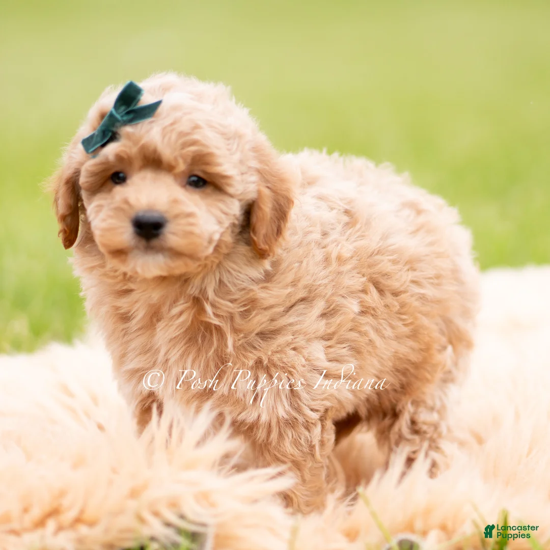 Mini Goldendoodle dogs for sale: Munchkin - Ad 2