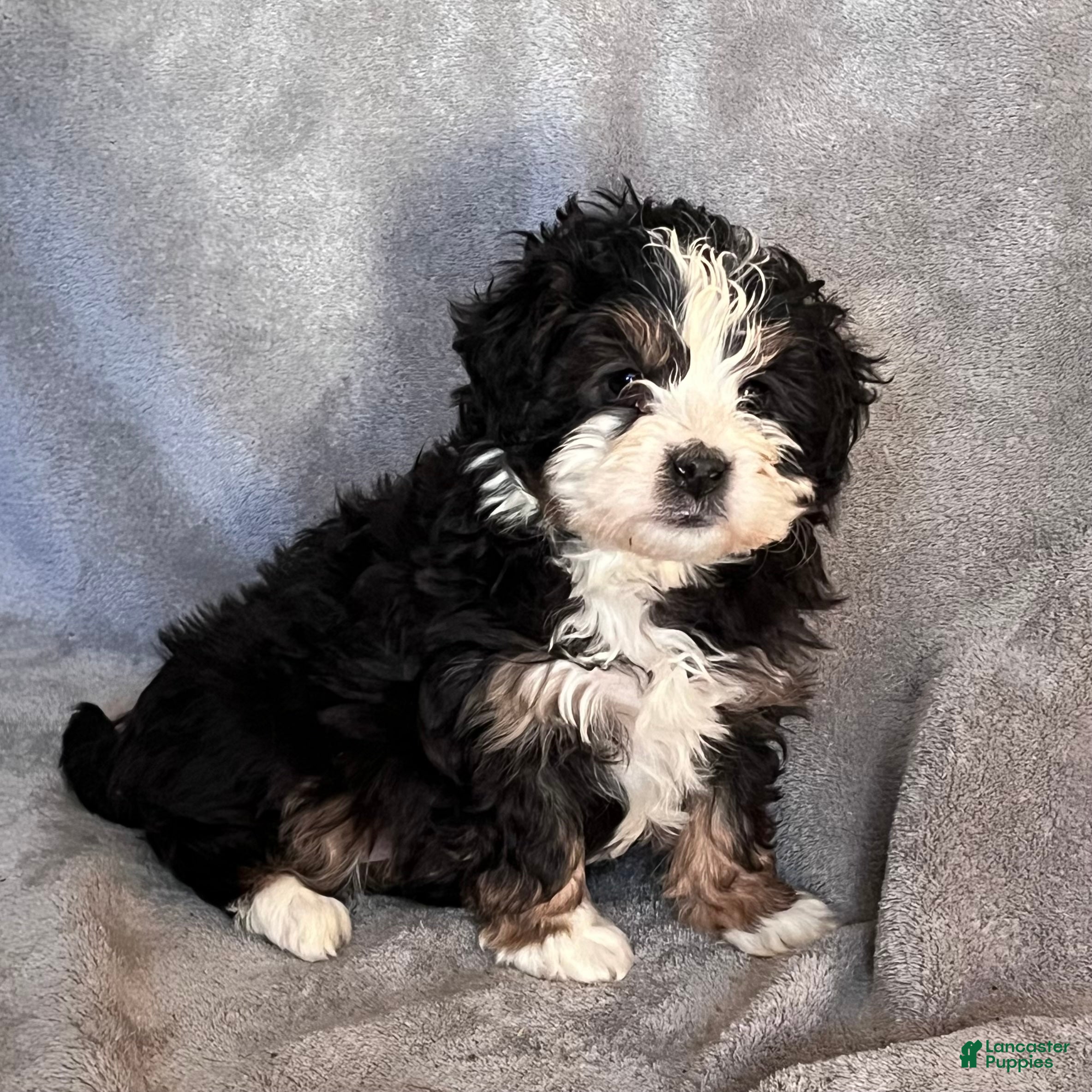 Mini Bernedoodle dogs for sale: Katie - Ad 2