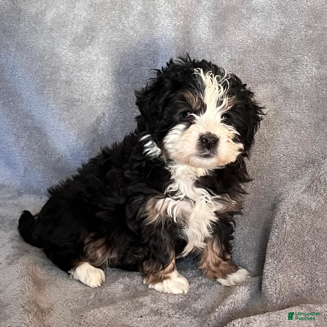 Mini Bernedoodle dogs for sale: Katie - Ad 1