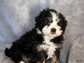 Mini Bernedoodle dogs for sale: Katie - Ad 2