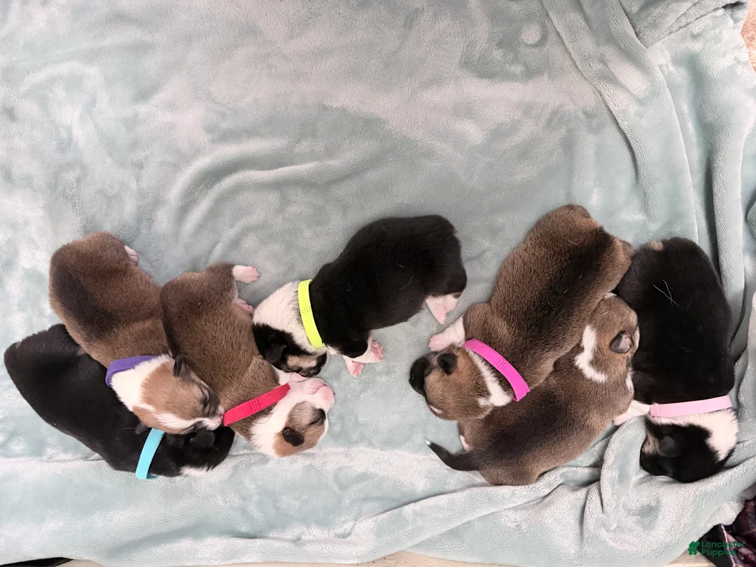 Welsh Corgi Pembroke dogs for sale: Welsh Corgi Pembroke Puppy light pink collar  - Ad 2