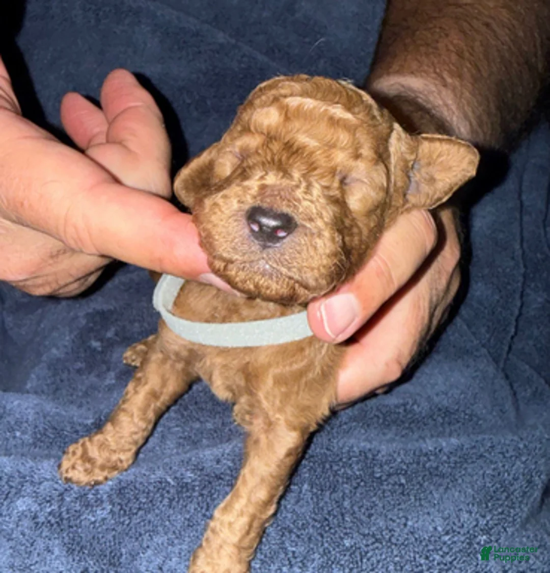 Goldendoodle dogs for sale: H25 Male Gray Collar - Ad 4