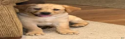 Labrador Retriever dogs for sale: Danny  - Ad 6