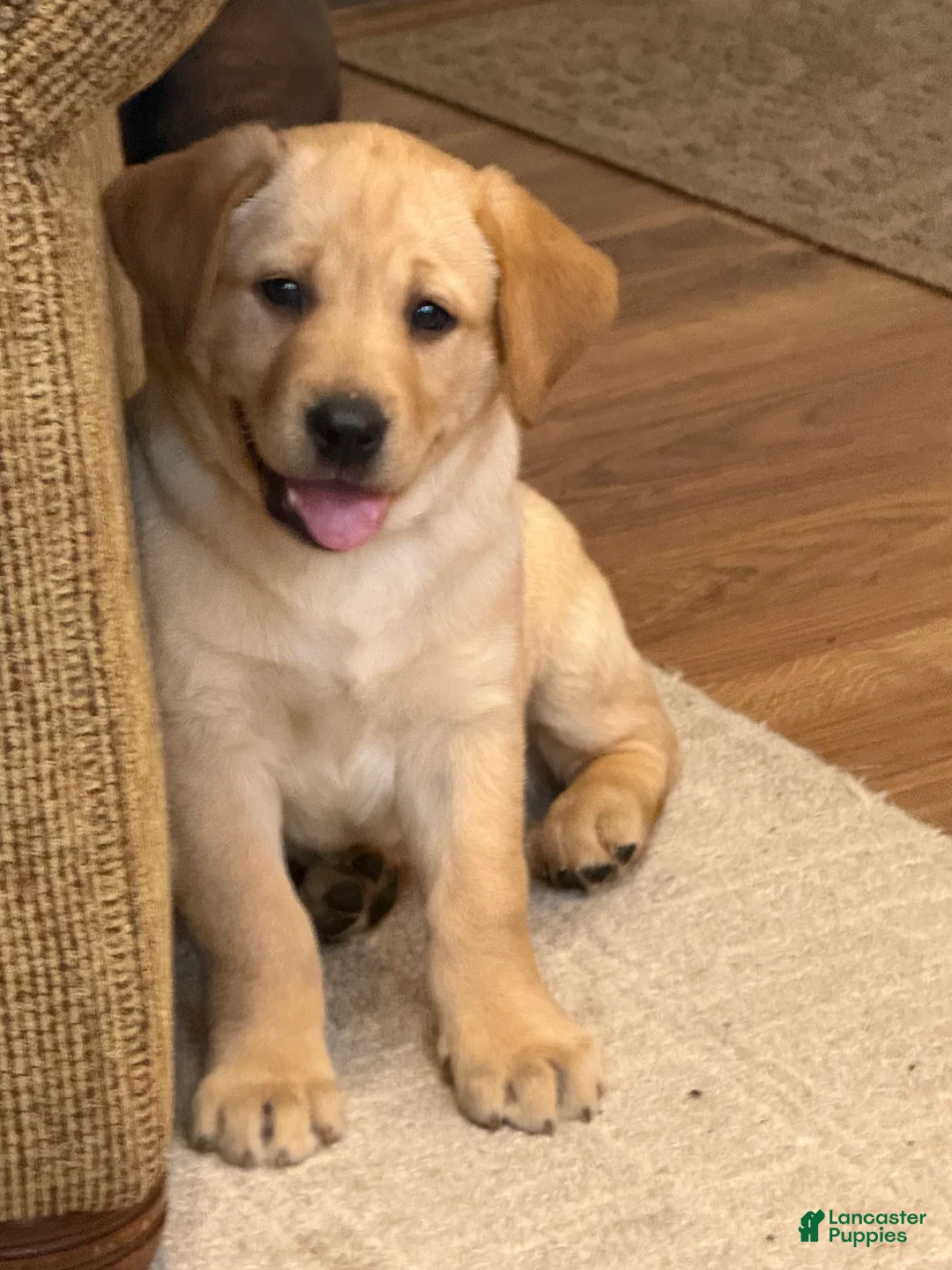 Labrador Retriever dogs for sale: Danny  - Ad 6