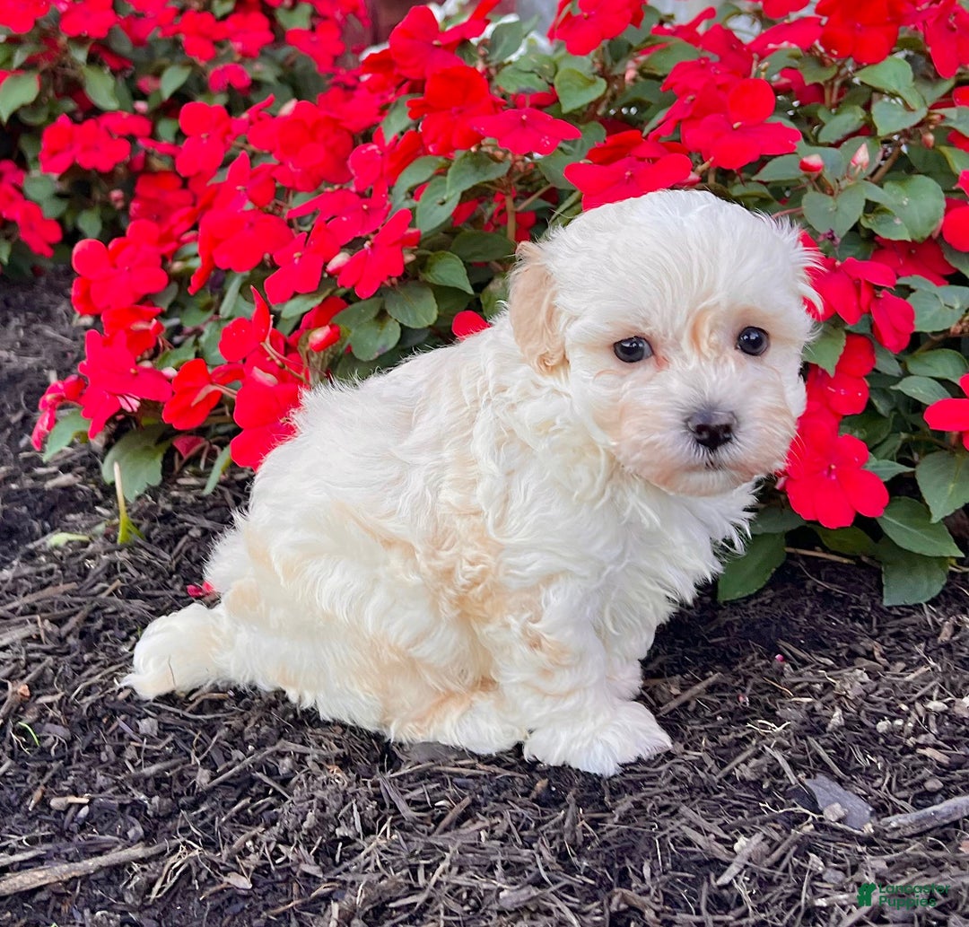 Havanese dogs for sale: Darla - Ad 5
