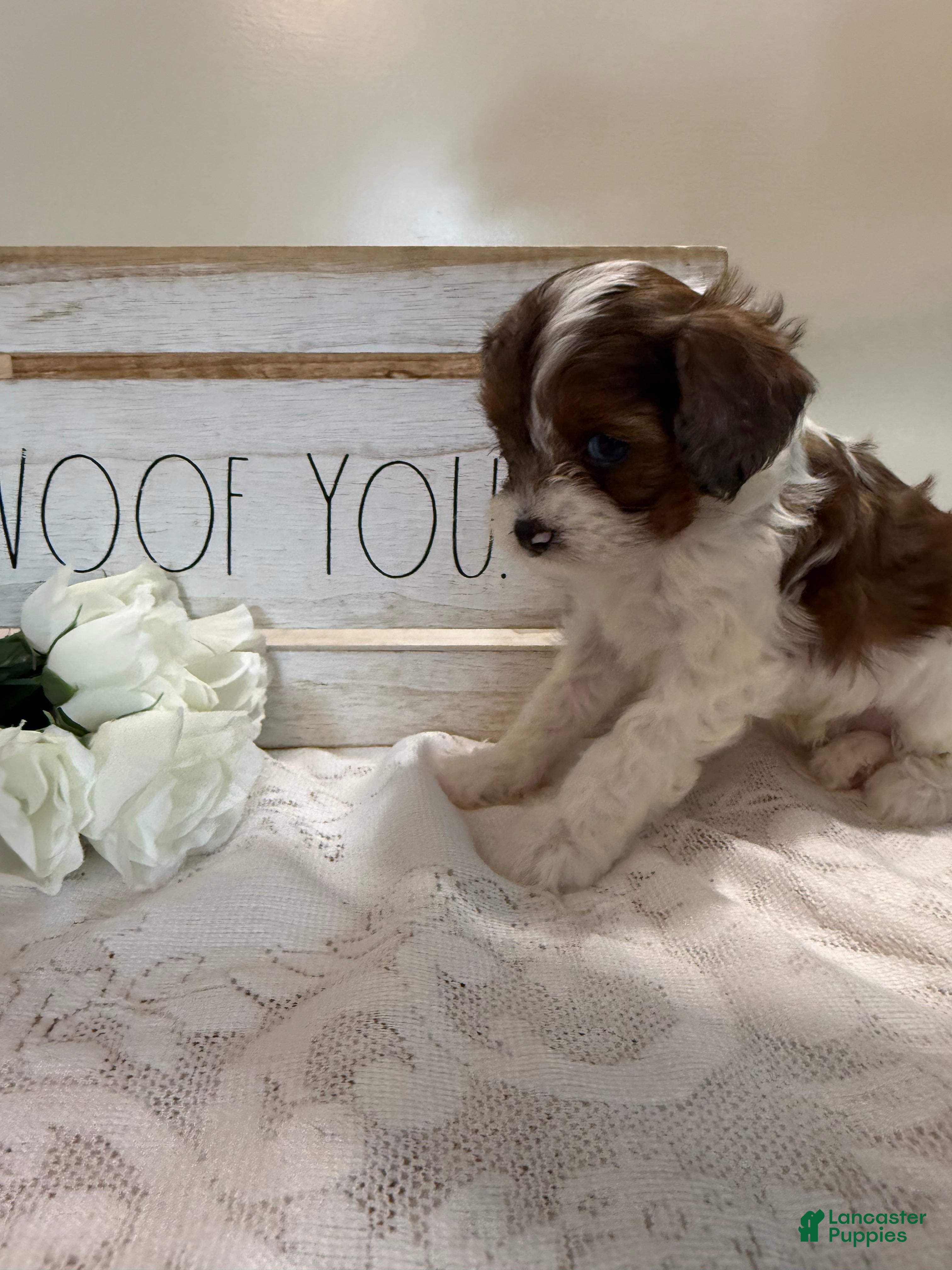 Cavapoo dogs Muffin Cavapoo  - Ad 2