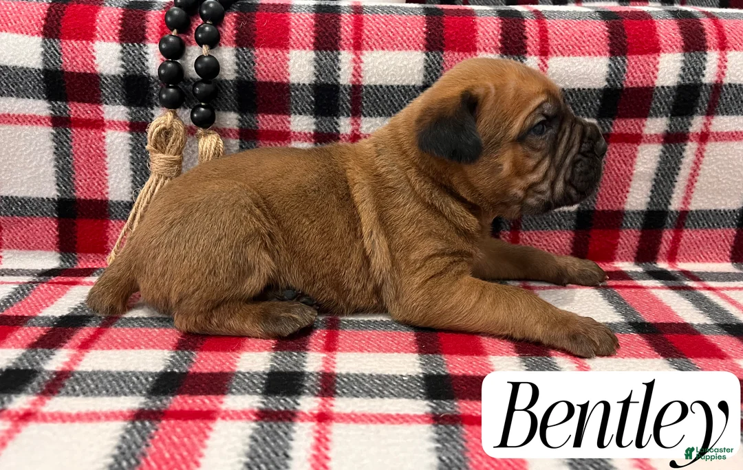 Cane Corso dogs for sale: Nikki - Ad 42