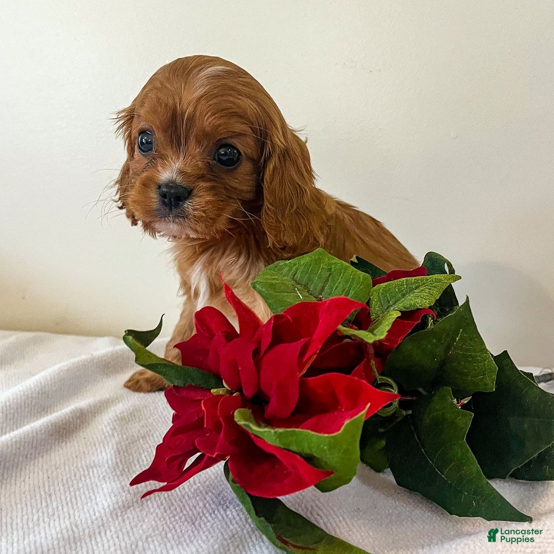Cavalier King Charles Spaniel dogs for sale: Eddi - Ad 2