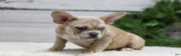 French Bulldog dogs for sale: Chase - Ad 4