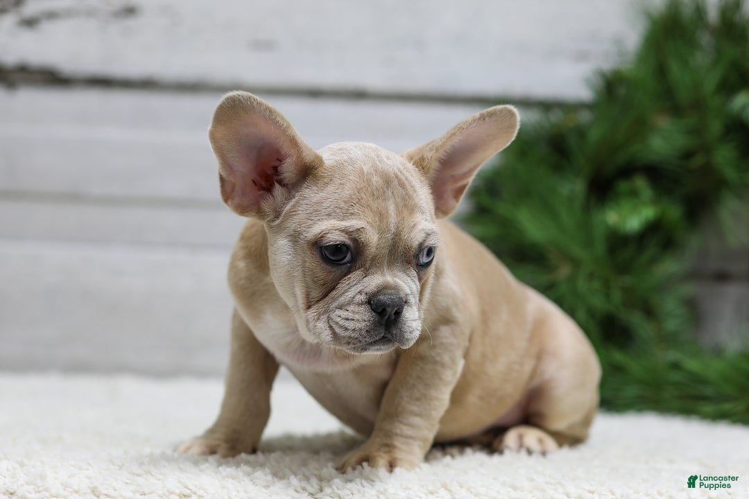 French Bulldog dogs for sale: Chase - Ad 4