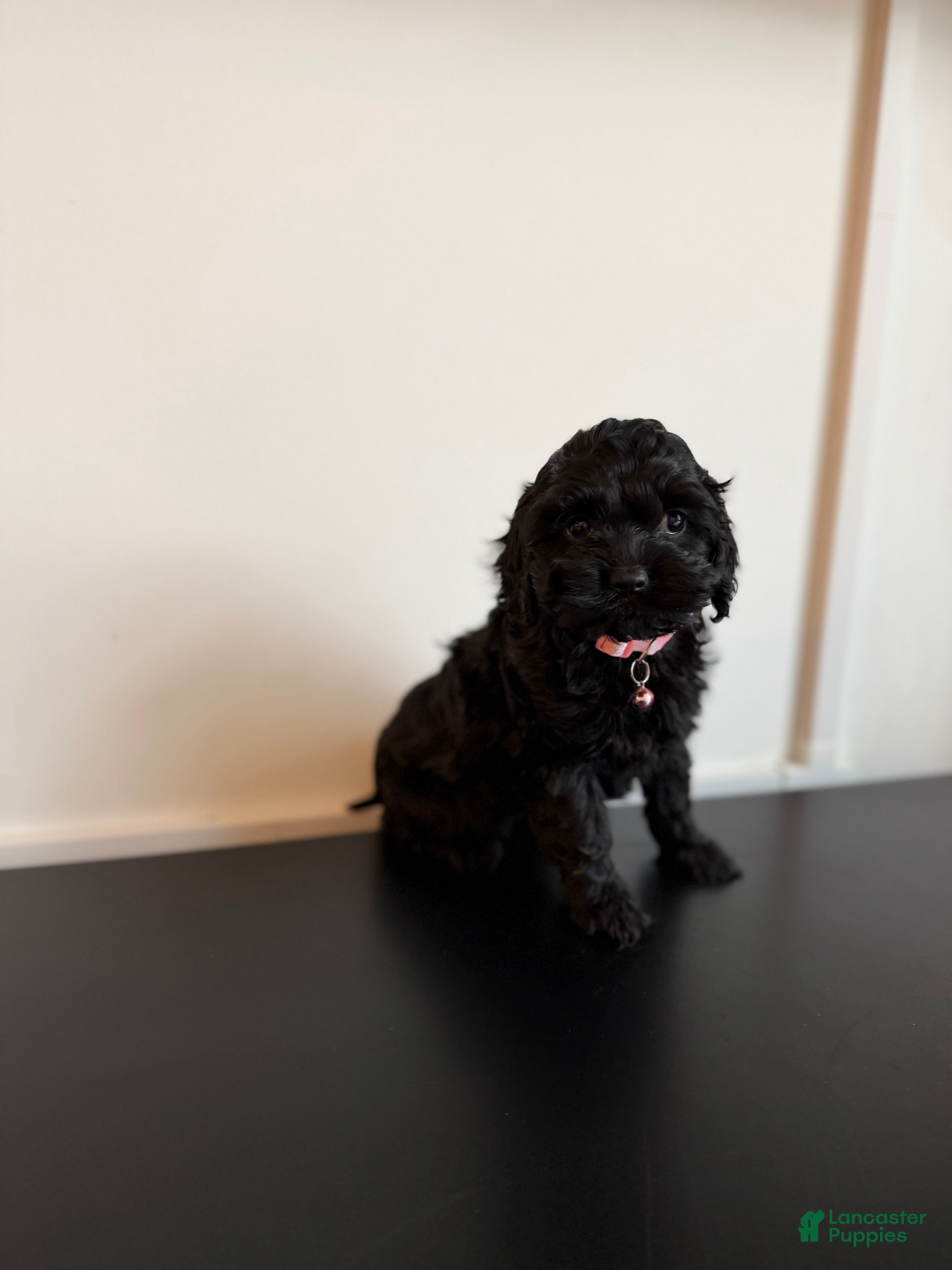 Cockapoo dogs Daphnie - Ad 3