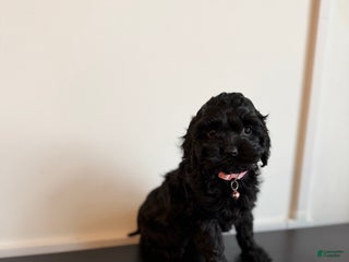 Cockapoo dogs Daphnie - Ad 8