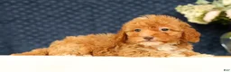 Havapoo dogs for sale: Haylee - Ad 4